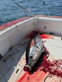 The bluefin fight is hottt 