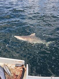 Yikes, we're gonna need a bigger boat! 