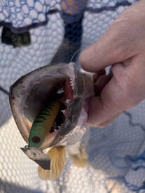 Another day in Walleye Heaven. 