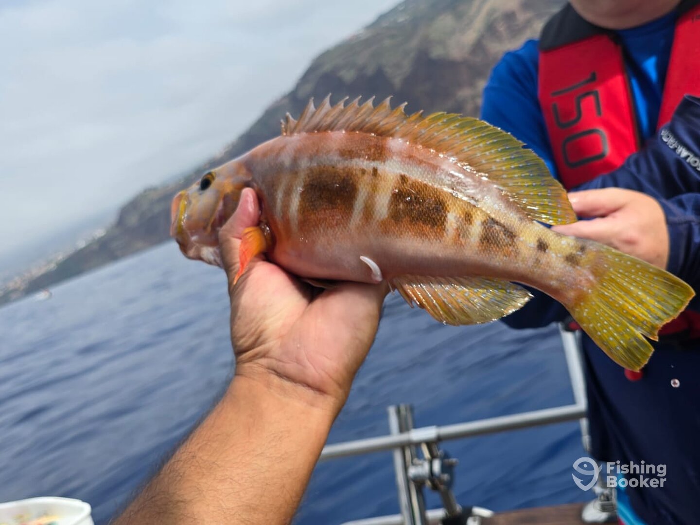 Machico Report Photo 0