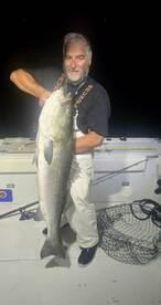 Huge Striped bass, 50 pounds.