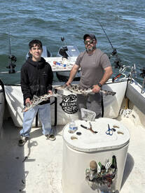 Sharks Sharks Sharks 