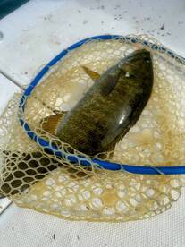 Detroit Report Photo 2