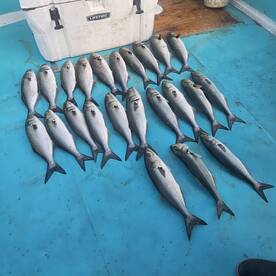 Solomons Report Photo 1