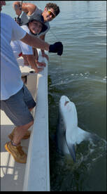 Wanna catch a shark?