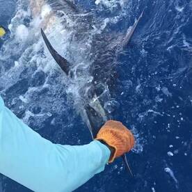 Blue Marlins are biting!!!