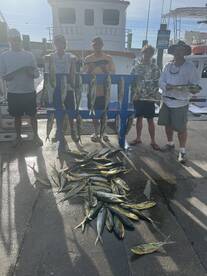 Mahi-mahi
