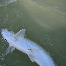 Night tarpon fishing is ?!