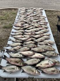 Lake lavon White Bass
