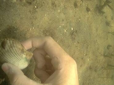 Steinhatchee Report Photo 1