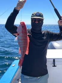 Red snapper and sheaphead