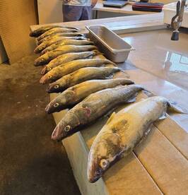 Time for a fish fry!