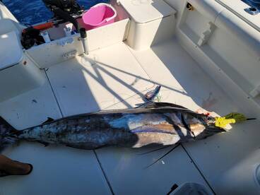 Blue Marlin. Great fishing day