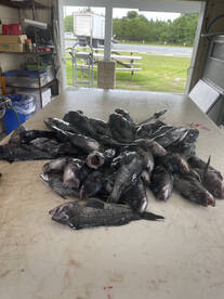 Sea bass were chewing !