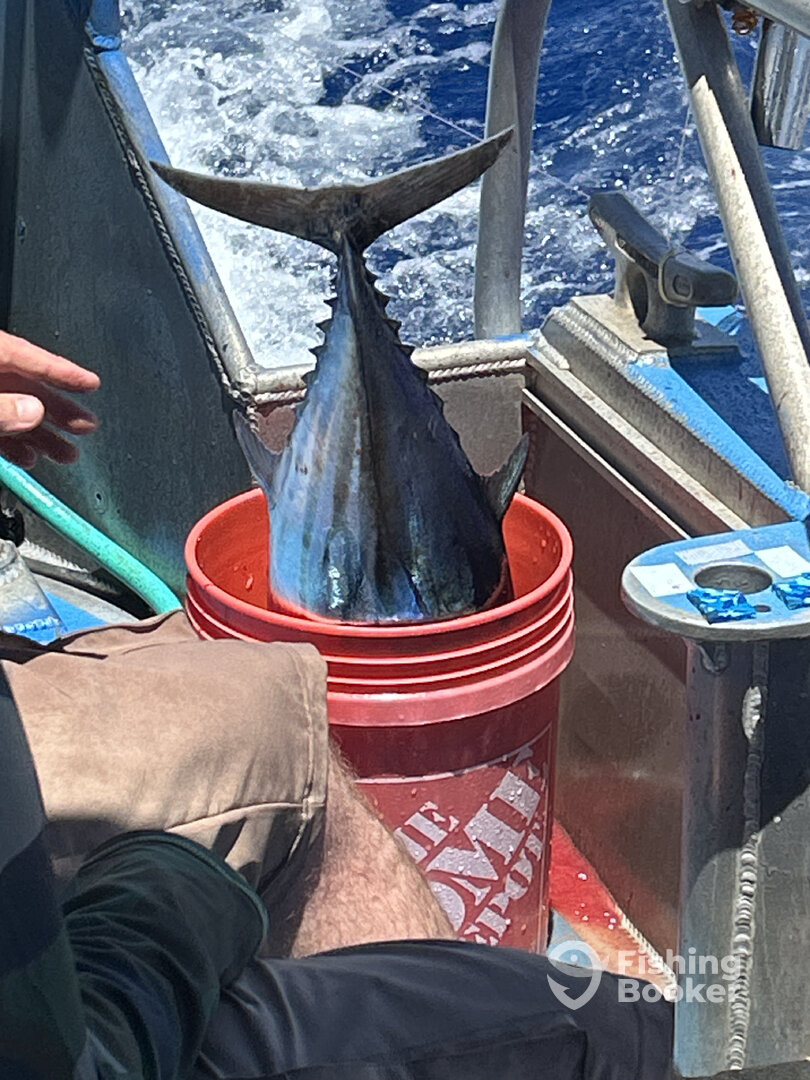 Haleiwa Report Photo 0