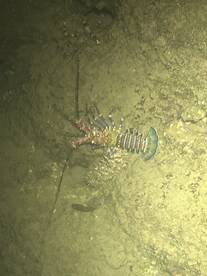 Haleiwa Report Photo 2