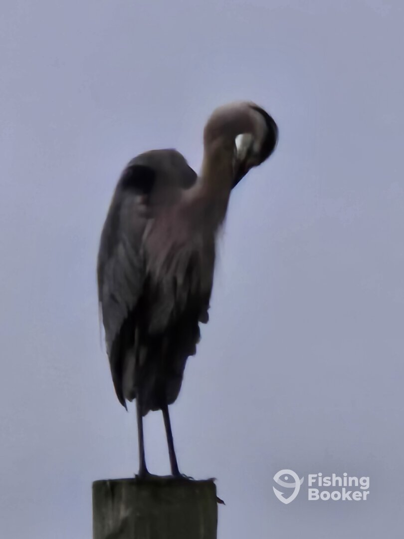 Murrells Inlet Report Photo 0