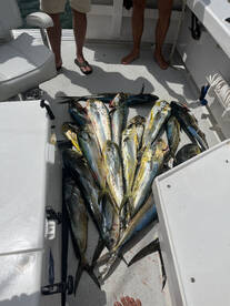 Getting Greedy on the Mahi's – Catching 