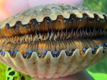 Underwater easter egg hunt 