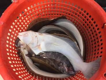 Montauk Report Photo 2