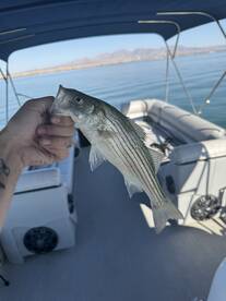 Lake Havasu Fishing Report – August 7th