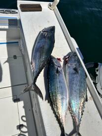 Chatham Report Photo 1