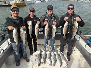 Limits of Striped Bass