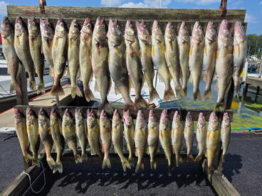 They like BIG FISH and i can not lie the