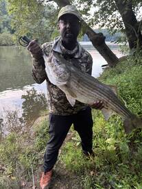 Catching Huge StripedBass