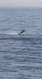 White Marlin “Quinten”