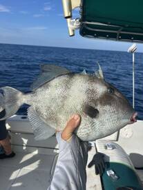 New Smyrna Beach Report Photo 2