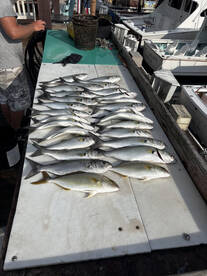 Wildwood Report Photo 4