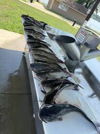 Rend Lake Report Photo 1