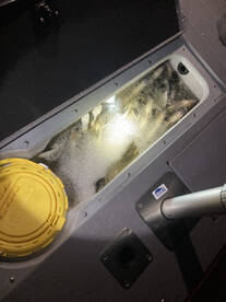 Up to 25 per person bag and possesion limit