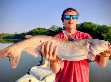 Nice Male Blue Catfish 