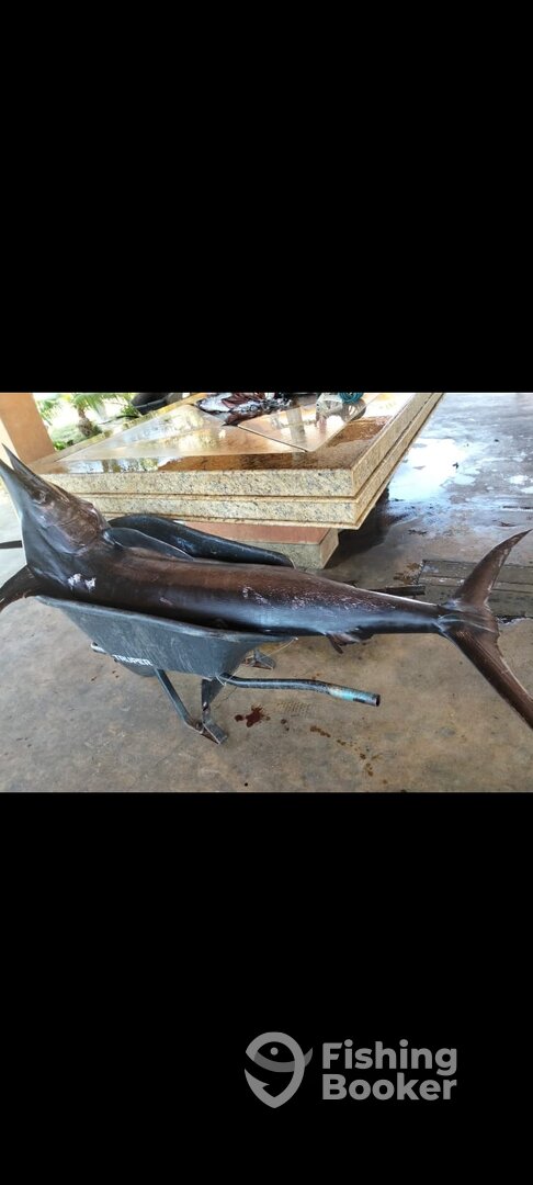 San Jose del Cabo Report Photo 0