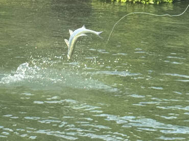 Key West Tarpon Fishing in August 