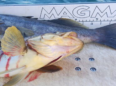 Calico Bass and Barry Barracuda