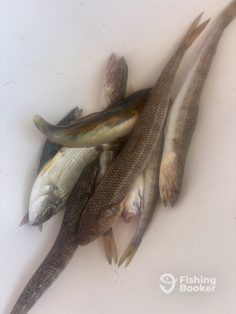 Limassol Report Photo 0