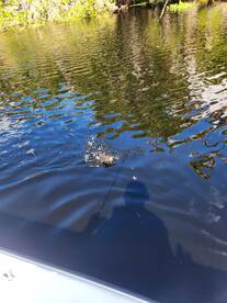 DeBary Report Photo 2