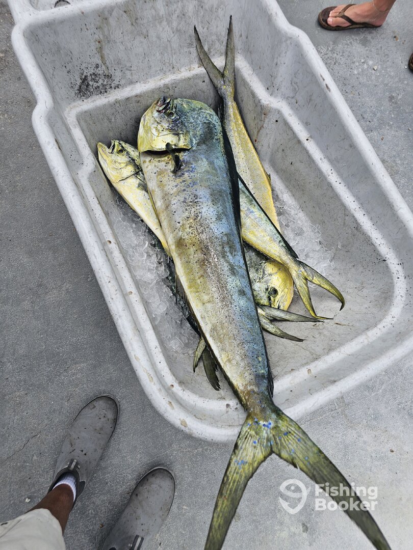 Tavernier Report Photo 0