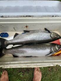 salmon fishing on Big Manistee river