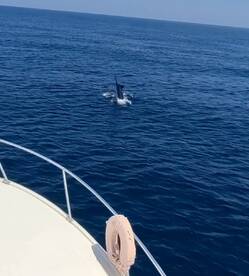 30lbs line for a 250kg fish