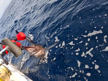 Herradura Report Photo 2