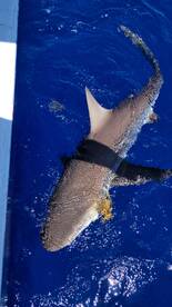  The best sport fishing in the Mexican