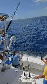 Blue and White Marlin 