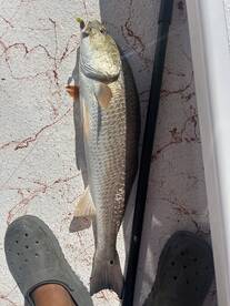 South Padre Island Redfish Action - Morn