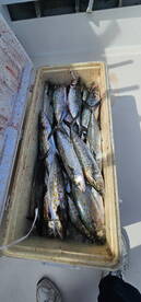 Spanish Mackerel are in the area!