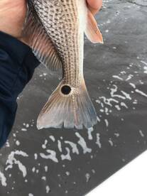 Mount Pleasant Report Photo 2