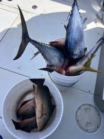 Miami Report Photo 1